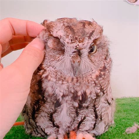 Owls Molting Owl Village ふくろうの里