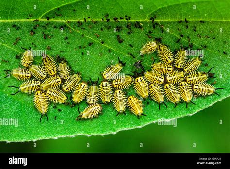 Wild Olive Tortoise Beetle larvae (Physonota alutacea) - Camp Lula Sams ...