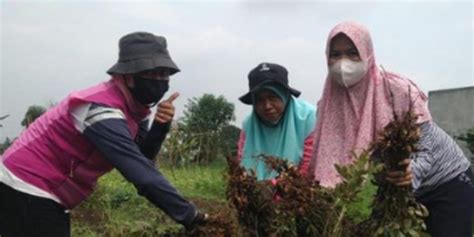 Lawan Stigma Di Tengah Keterbatasan Kisah Kelompok Tani Di Cimahi Ini