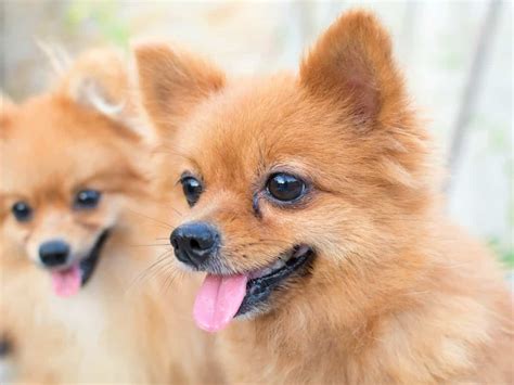 Teddy Bear Pomeranian: A Guide to This Cute Teddy Bear Dog