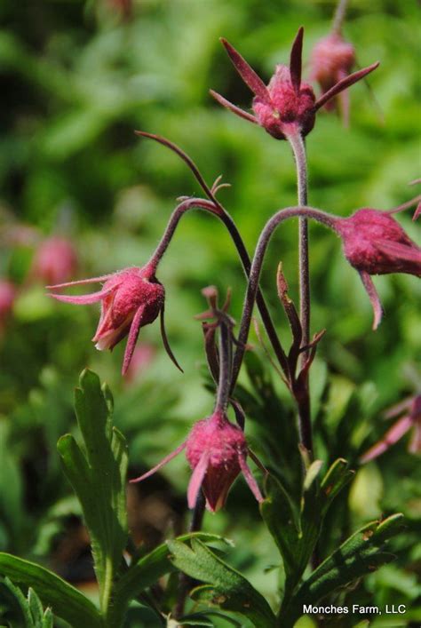 Geum triflorum