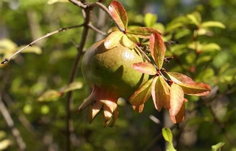 Granatapfel Zwerg Dwarf Pomegranate Punica Granatum Nana A