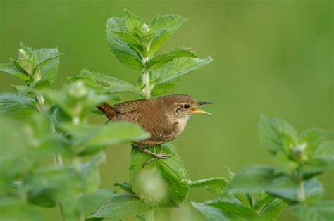 House Wren | Audubon Field Guide