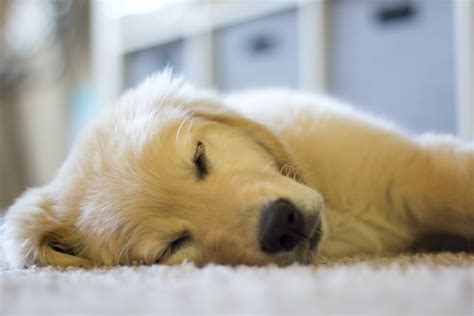 How Much Sleep Does A Golden Retriever Puppy Need Retriever Advice