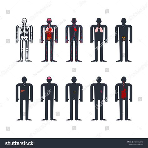 Vektor Stok Human Anatomy System Skeleton Internal Organs Tanpa