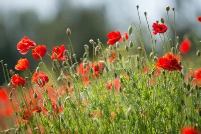 Os Nomes Comuns Do Rhoeas Do Papaver Incluem O Milho Da Papoila