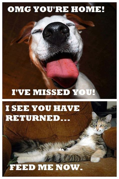 Dogs vs. cats: emotions | Funny Pictures, Quotes, Pics, Photos, Images ...