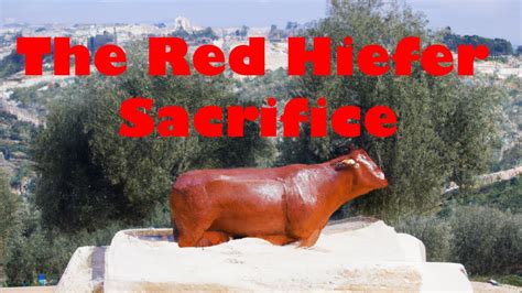 What Does The Red Heifer Sacrifice Mean For Us YouTube