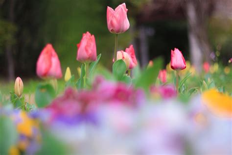 【初級編】お花の撮り方！チューリップを可愛くカラフルに撮ろう！押さえるポイントは5つだけ！ カメラ女子必見！！お花の撮り方！