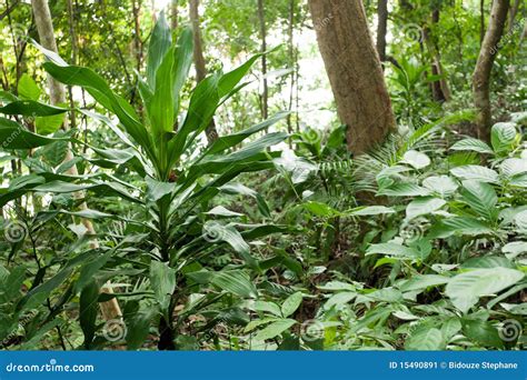 Plantas De La Selva Tropical Imagen De Archivo Imagen 15490891