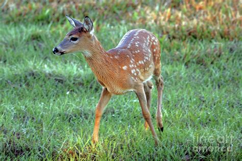 Whitetail Deer Fawn Photograph by Jim Beckwith - Fine Art America