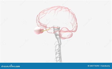 Optic Neuritis Occurs when Swelling (inflammation) Damages the Optic ...