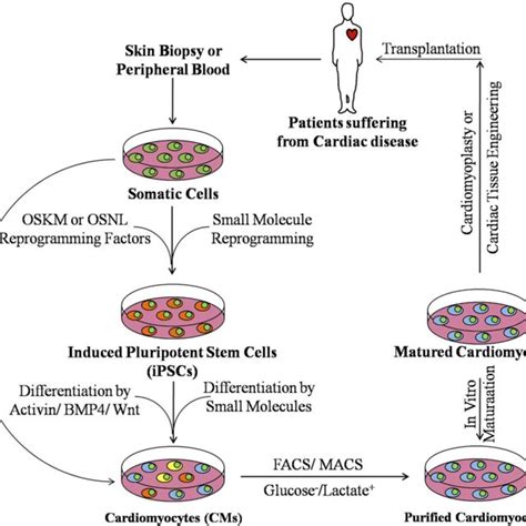 Various Approaches Of Cardiac Tissue Engineering Using Ipscs Derived