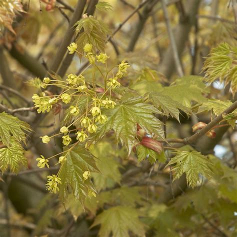 Acer Platanoides Globosum Acero Vendita Piante Online