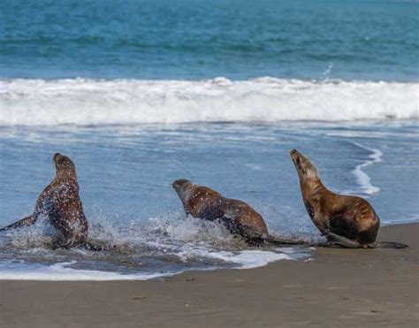 Hawaiian Monk Seal Conservation | The Marine Mammal Center