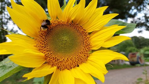 Sunflower Bee Pollination - Free photo on Pixabay - Pixabay