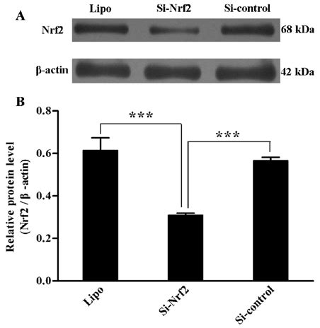 Protein Level Of Nrf Analyzed By Western Blotting H After