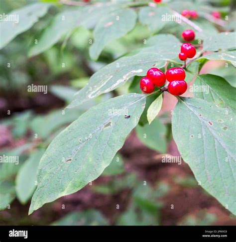 Which Berries Are Poisonous To Dogs