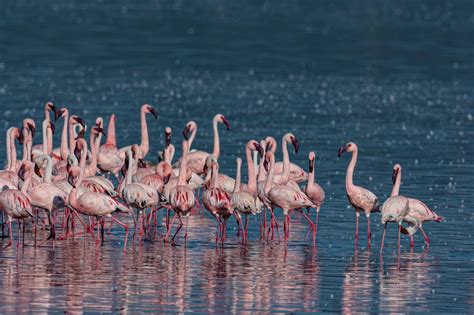 Lake Nakuru National Park Napanda Safaris