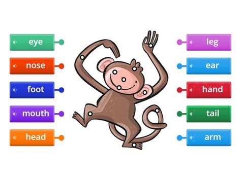 kids box  unit  wild animals labelled diagram