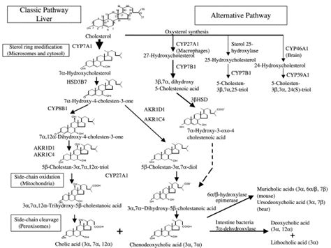 Regulation Of Bile Acid Synthesis Pathways Nuclear Receptors And