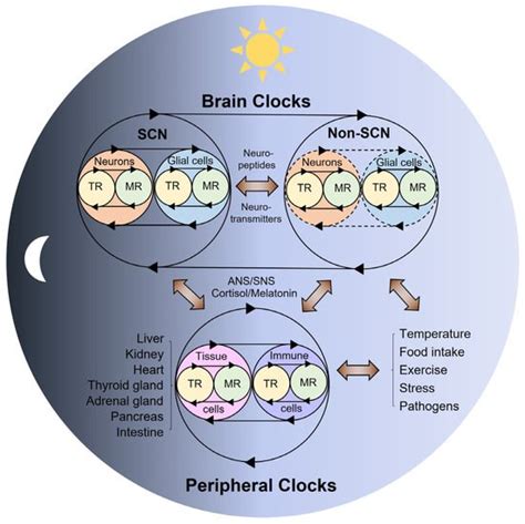 Multi Modal Regulation By Biological Clocks Encyclopedia Mdpi