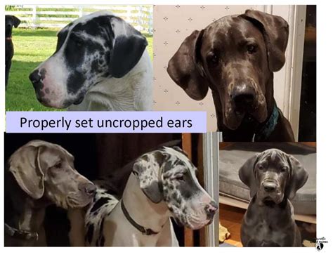 Ear Cropping Information Daynakin Great Danes Llc