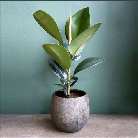 Jual Tanaman Karet Kebo Ficus Elastica Indoor Outdoor Cm Shopee