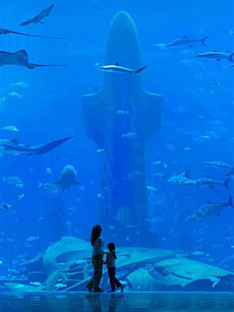 Dubai Aquarium Experience The Underwater World Like Never Before When