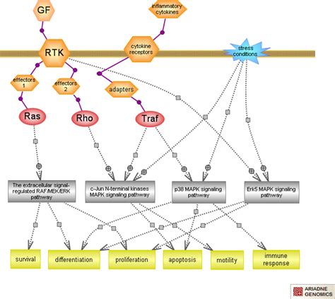 Mitogen Activated Protein Kinase Signaling Pathwayrat Genome Database