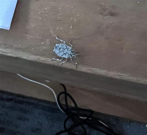 Anyone Know What Insect This Is Im In Utah Rinsects