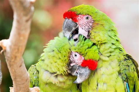 Fondos de pantalla aves Animales loro pico pájaro guacamayo