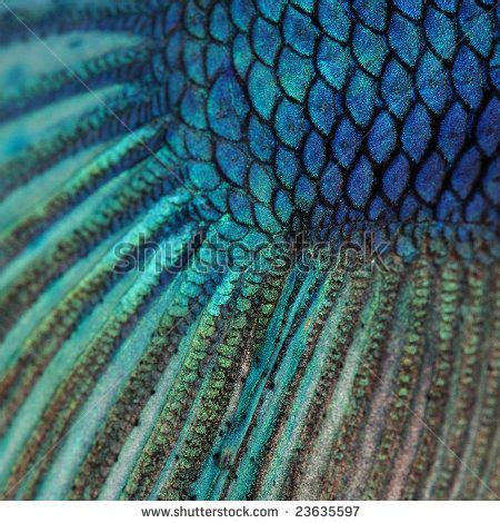 √ Fish With Blue Scales | Fischlexikon