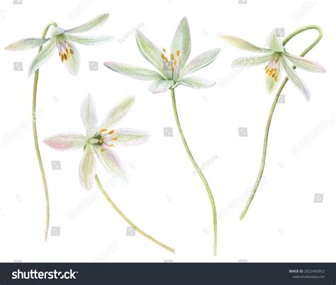 5,627 Star Bethlehem Flower Images, Stock Photos & Vectors | Shutterstock