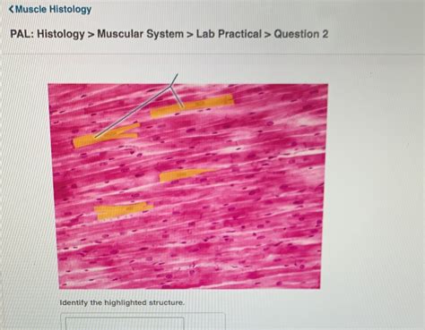 Solved Muscular System Lab Course Hero