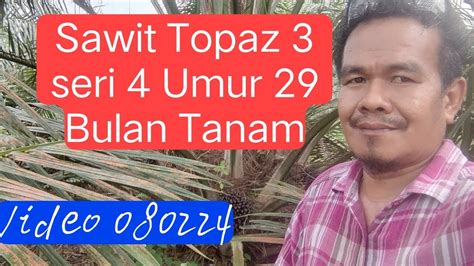 Sawit Topaz Seri Umur Tanam Bulan Fyp Sawit Nusantara