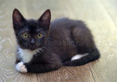 Black Kitten With White Cute Little Kitten Stock Photo Image Of Cats