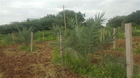 Date Palm Cultivation In Hyderabad Date Palm Farm Journey Youtube