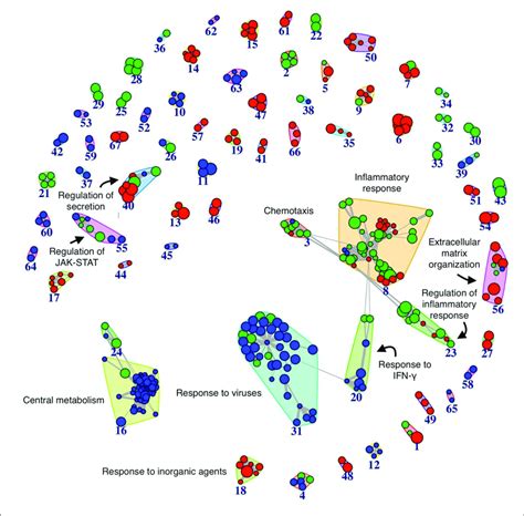 Network Of Biological Pathways Enriched In Differentially Expressed