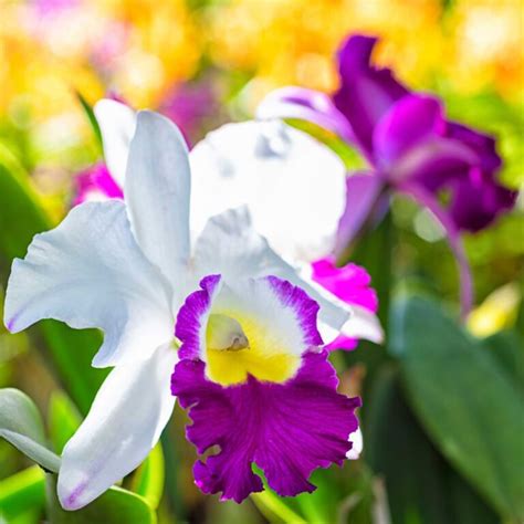 Descubre los secretos para cultivar las orquídeas más hermosas