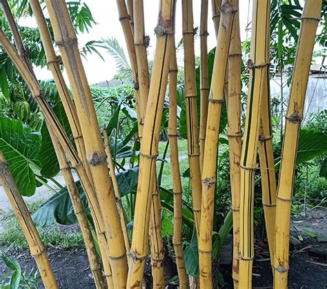 Inilah 5 Manfaat Menanam Bambu Kuning Di Depan Rumah Bisa Mengusir