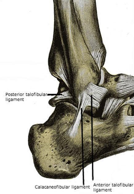 Anterior Talofibular Ligament Radiology Reference Article