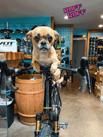 Dog Riding Bike Gif