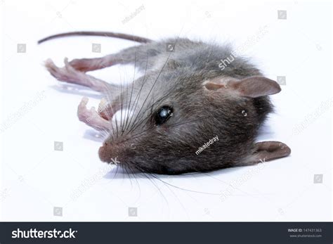 Dead Grey House Field Mouse Aka Stock Photo Edit Now 147431363