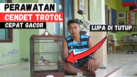 Perawatan Cendet Trotol Jangan Di Bikin Pusing Seperti Ini Pasti