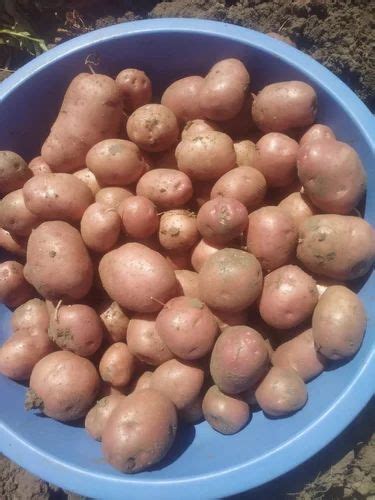 A Grade Mp Lr Red Potato Gunny Bag Packaging Size 55kg At Rs 10kg In Indore