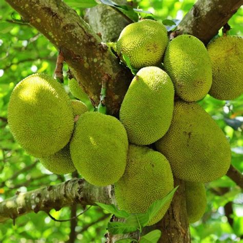 Jackfruit Kadiyam Nursery Leading Supplier Of Plants In Rajahmundry