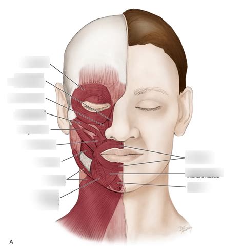 Anterior View Diagram Quizlet