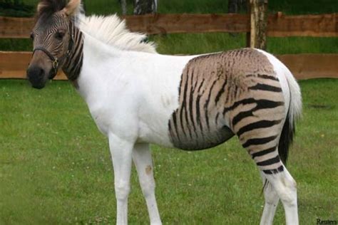 Partial Albinism Animals