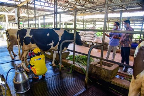 Swasta Diminta Bantu Peternak Sapi Perah